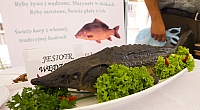 MAJO5210 kopia